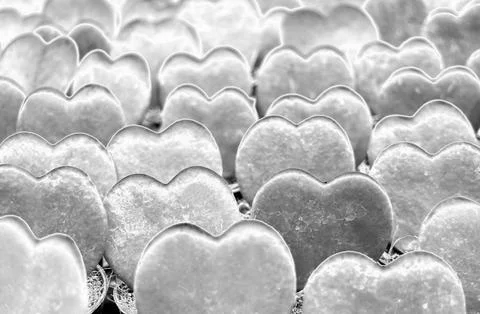 Metallic Silver Colored Rows of Sweetheart Valentine Hoya Plants Stock Illustration