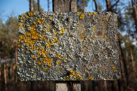 Metallic table with moss and blight Stock Photos