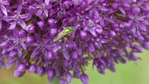 MetallicGreenBeeCU Видео 80392254