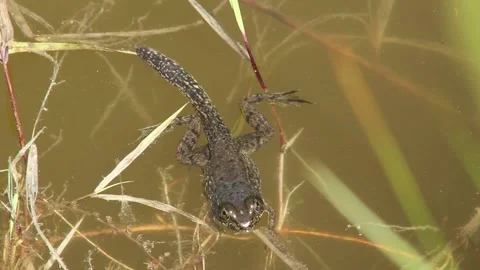 Metamorphosing Green Frog floating in pond. Stock Footage 151181659