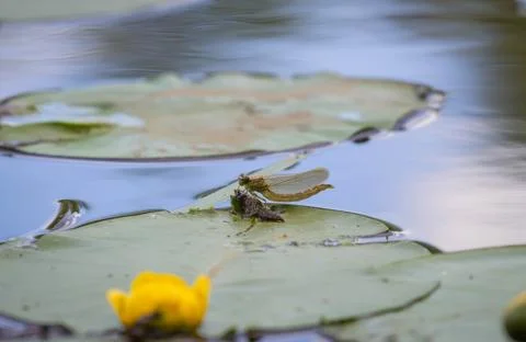 Metamorphosis of the Dragonfly Stock Photos