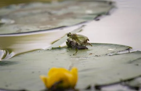 Metamorphosis of the Dragonfly Stock Photos