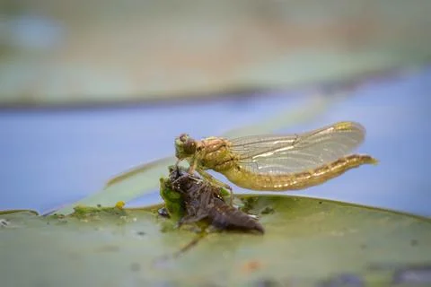 Metamorphosis of the Dragonfly Stock Photos