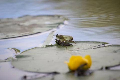 Metamorphosis of the Dragonfly Stock Photos