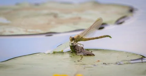 Metamorphosis of the Dragonfly Stock Photos