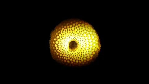 Metamorphosis Stock-Footage 126908226