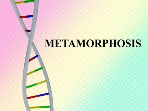 Metamorphosis - genetic concept Stock Illustration