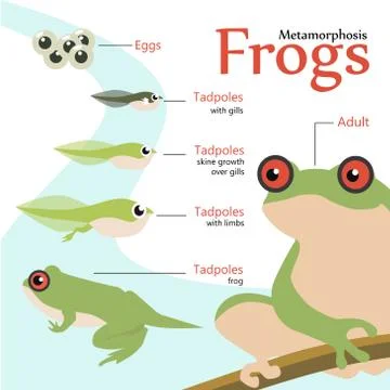 Metamorphosis Life cycle of a frog Vector illustration Stock Illustration