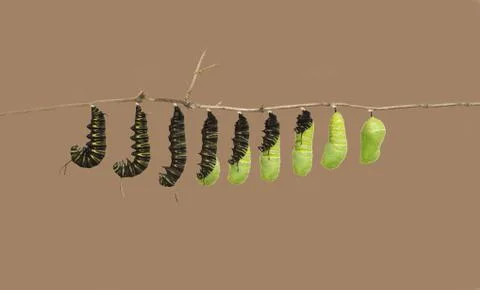 Metamorphosis Stock Photos