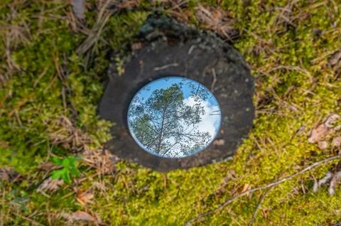 Metaphor and concept of deforestation. A reflection of forest, pines and bl.. Foto stock