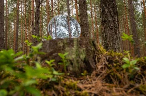 Metaphor and concept of deforestation. A reflection of forest, pines and blue Stock Photos
