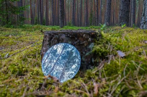 Metaphor and concept of deforestation. A reflection of forest, pines and blue Stock Photos
