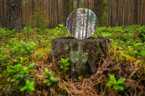 Metaphor and concept of deforestation. A reflection of forest, pines and blue Stock Photos