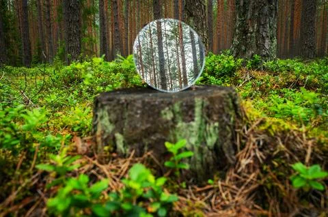 Metaphor and concept of deforestation. A reflection of forest, pines and blue Stock Photos