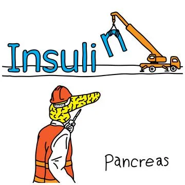Metaphor function of human pancreas is to produce insulin hormone vector illu 스톡 일러스트