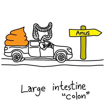 Metaphor function of large intestine or colon to take stools to anus vector i Stock Illustration