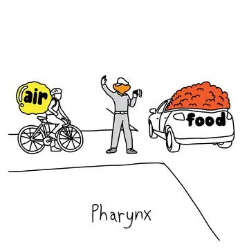 Metaphor function of pharynx to manage traffic when swallowing food to the es イラスト素材