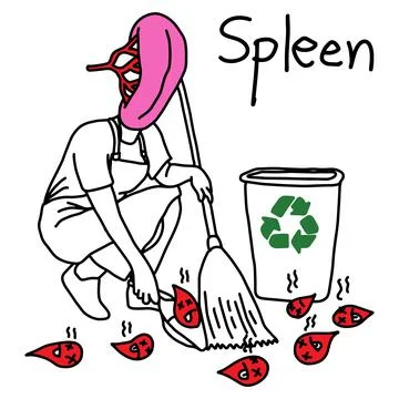 Metaphor function of spleen is to recycle old blood to be new vector illustra Stock Illustration