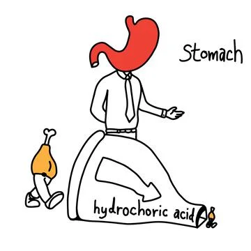 Metaphor function of stomach to use hydrochloric acid to make food smaller ve 스톡 일러스트