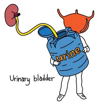 Metaphor function of urinary bladder is to store urine vector illustration sk Stock Illustration