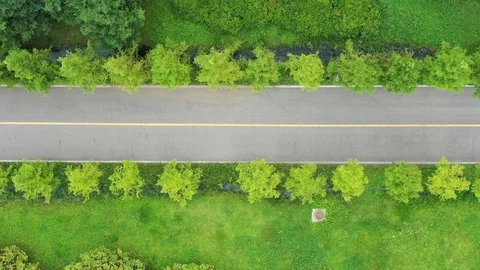 Metasequoia forest8 Stock Footage 117332498