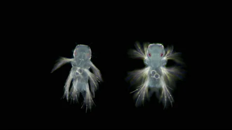Metatrochophore larva under microscope, Polychaeta worm of the genus Nereis Stock Footage 126826009