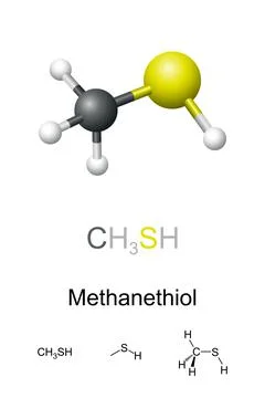 Methanethiol, methyl mercaptan, molecular model and chemical formulas Illustrazione stock