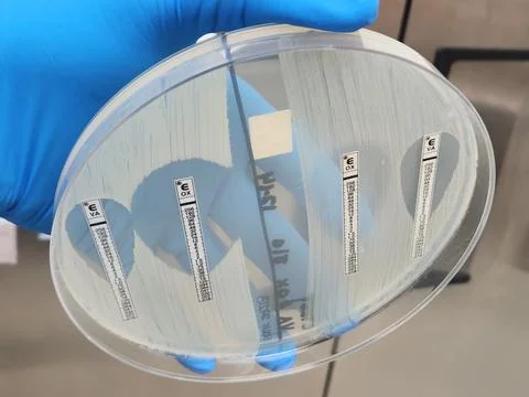 Methicillin sensitive and resistant staphylococcal isolates - E-test Stock Photos