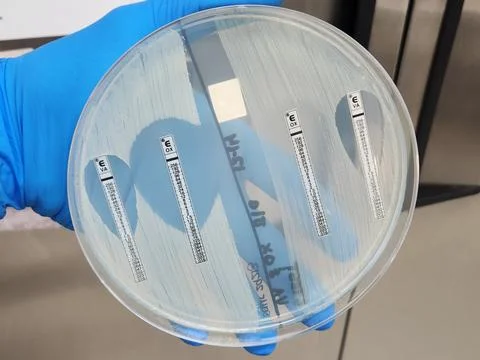 Methicillin sensitive and resistant staphylococcal isolates - E-test Stock Photos