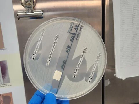 Methicillin sensitive and resistant staphylococcal isolates - E-test Stock Photos