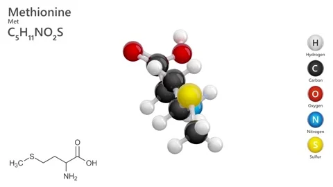 Methionine (Met or M). Essential amino acid. C5H11NO2S. White back. 3D render 스톡 동영상 295275316