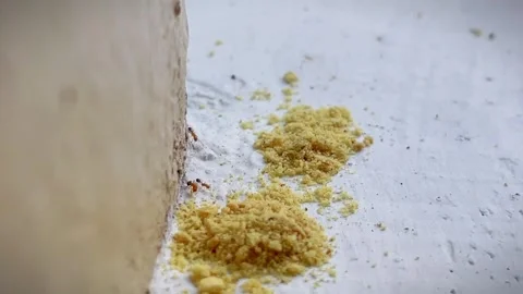 Method of exterminating an ant colony using bait Stock Footage 343635617
