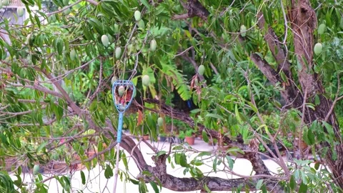 The method of harvesting mangoes from tall trees involves using a bamboo po.. Stock Footage 300078953
