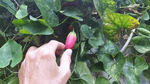 Meticulous Stock Footage 297611501