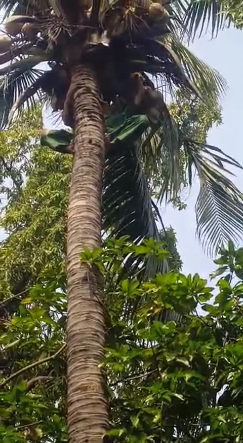 Metik kelapa muda Stock Footage 223842869