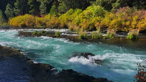 Metolius River Autumn Video stock 219223954
