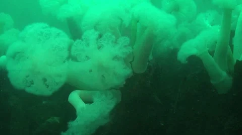 Metridium field Stock Footage 8577434