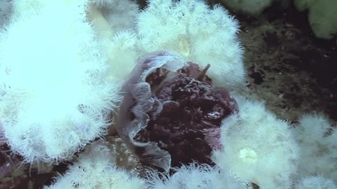 Metridium Senile Devours Lion's Mane Jellyfish in the Arctic Stock Footage 323157905