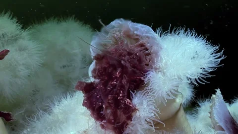 Metridium Senile Devours Lion's Mane Jellyfish in Arctic Waters Stock-Footage 327834200