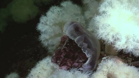 Metridium Senile Feasts on Lion's Mane Jellyfish in Arctic Stock Footage 320061132