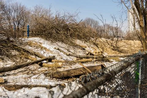 MetroLinx cutting down tree at Jimmy Simpson Park Rail Corridor Stock Photos