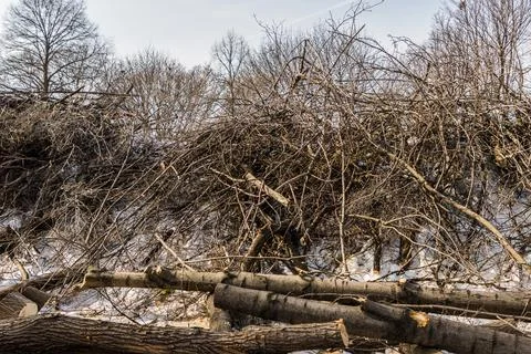 MetroLinx cutting down tree at Jimmy Simpson Park Rail Corridor Stock Photos