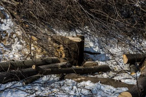 MetroLinx cutting down tree at Jimmy Simpson Park Rail Corridor Stock Photos