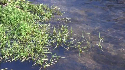 Metropolitan bent (Agrostis stolonifera) leaves swaying in the autumn river  Stock Footage