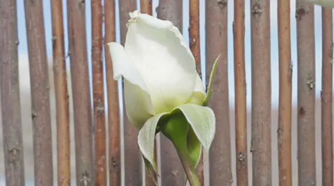 "Metropolitan" rosebud Stock Footage 38030618