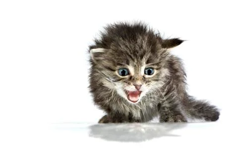 Mewing Cute helpless two-weeks old kitten Stock Photos