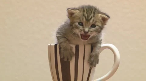 Mewing kitten in a teacup Stock Footage 1017481