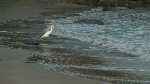 Mex bird at waters edge 031 Stock Footage 574634
