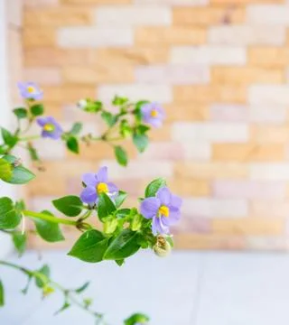 Mexcican violet Stock Photos