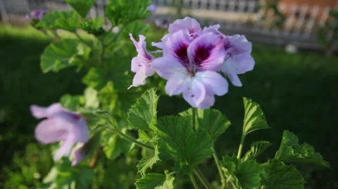 Mexicali 06 Stock Footage 47393365